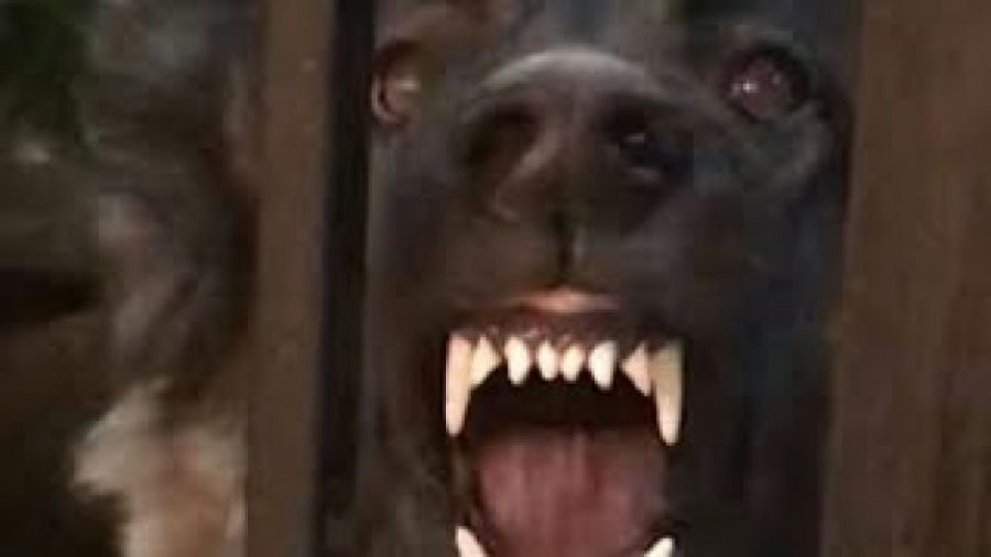 فیلم سگ سرابی  سگ عصبانی سرابی...