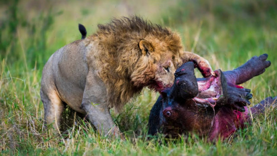 جنگ و نبرد حیوانات وحشی  حیوان...