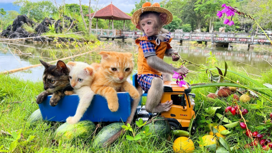 برنامه کودک بچه میمون ، داستان...