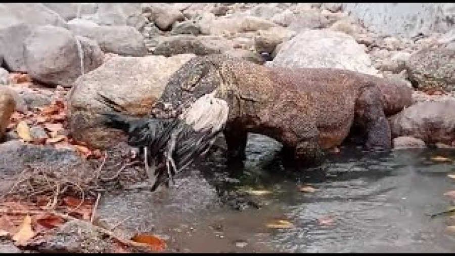 زنده خواری اردک وحشی توسط اژده...