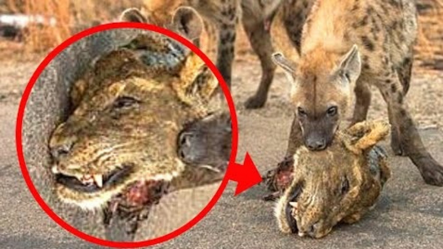 مستند حیات وحش  شیرهای که شکار...