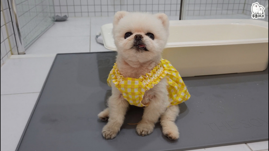 حموم کردن توله سگ  سگ پامرانین