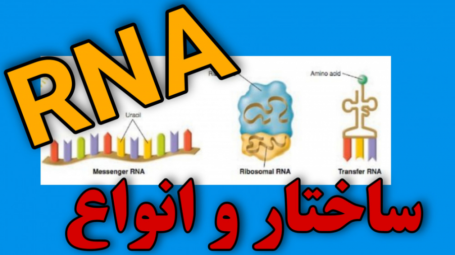 انواع RNA