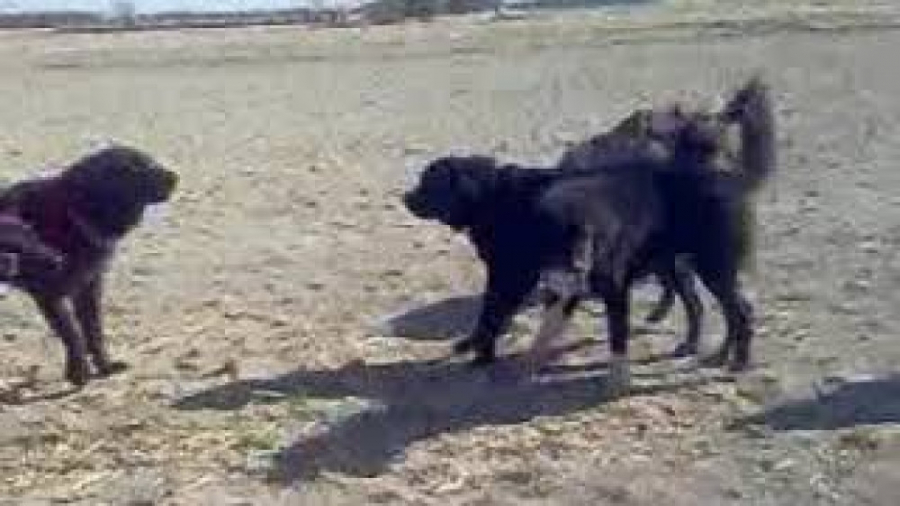 فیلم سگ های قدرجونی  کلیپ سگ ه...