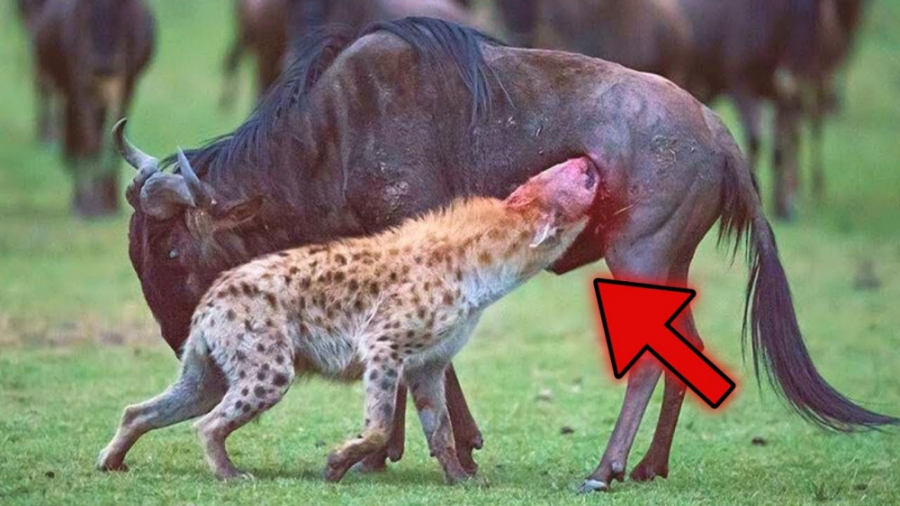 زنده خواری حیوانات وحشی  حمله...