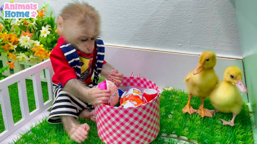 میمون کوچولو با خوشحالی با آمی...