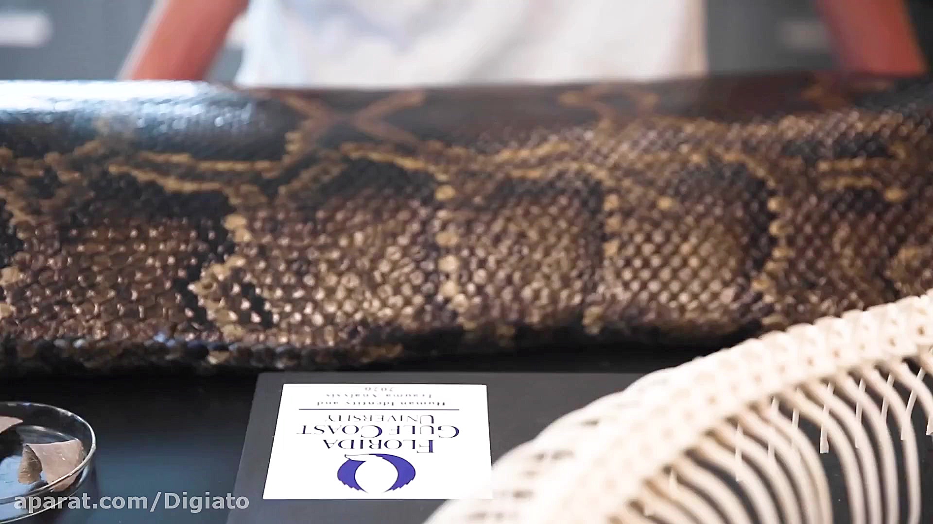 مار پیتون غول پیکر با وزن 100...