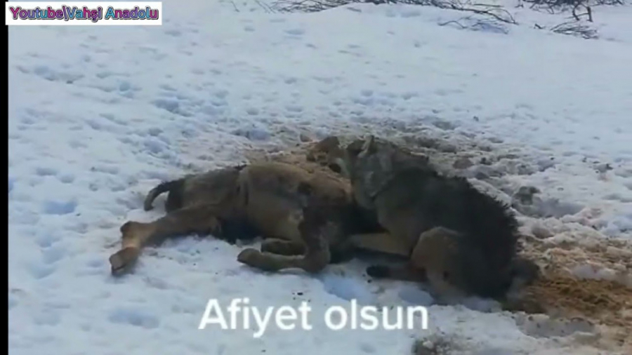 سگ کانگال در مقابل گرگ | جنگ د...