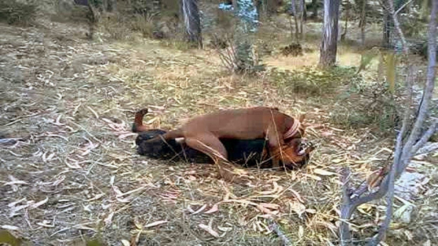 فیلم سگ های وحشی  سگ پیت بول د...