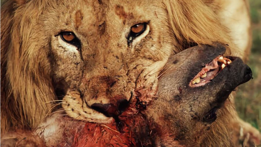 جنگ و نبرد حیوانات وحشی  حیوان...