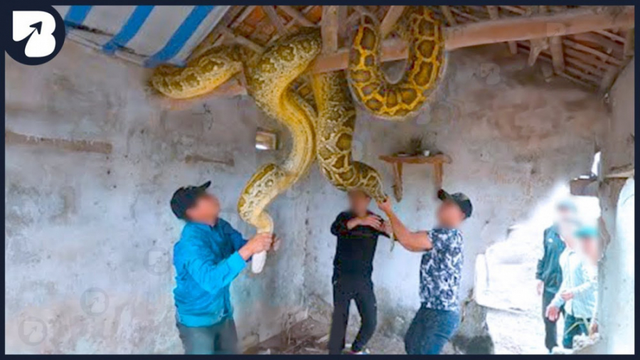 وحشتناک ترین مار های جهان  کلی...