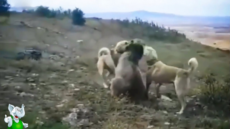 2 گرگ در مقابل خرس  دعوای نادر...