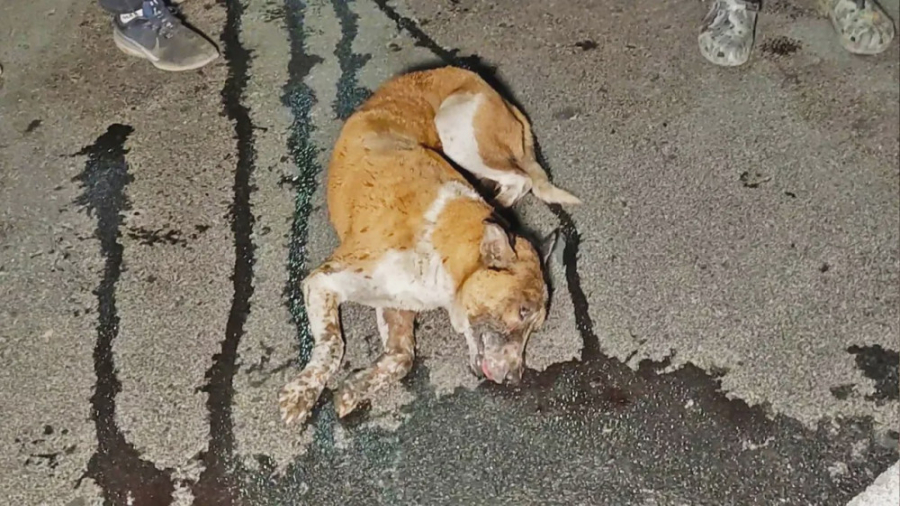 بهبودی سگ مجروح دیده مغزی  نجا...