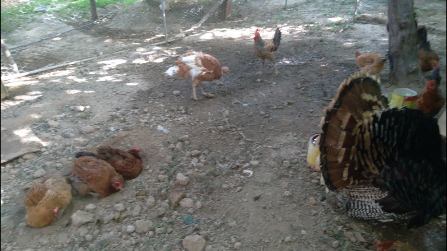 چالش مزرعه ما (۱۰۸۰)