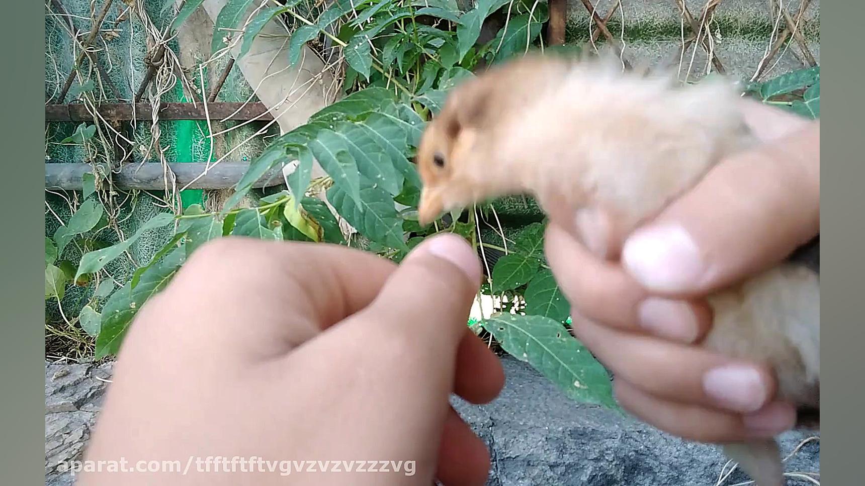 تعین جنسیت جوجه مرغ