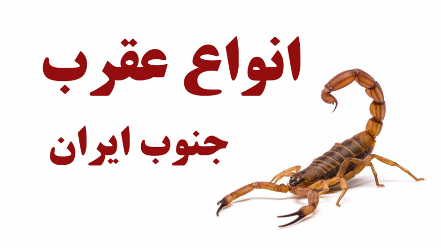انواع عقرب در جنوب ایران :: را...