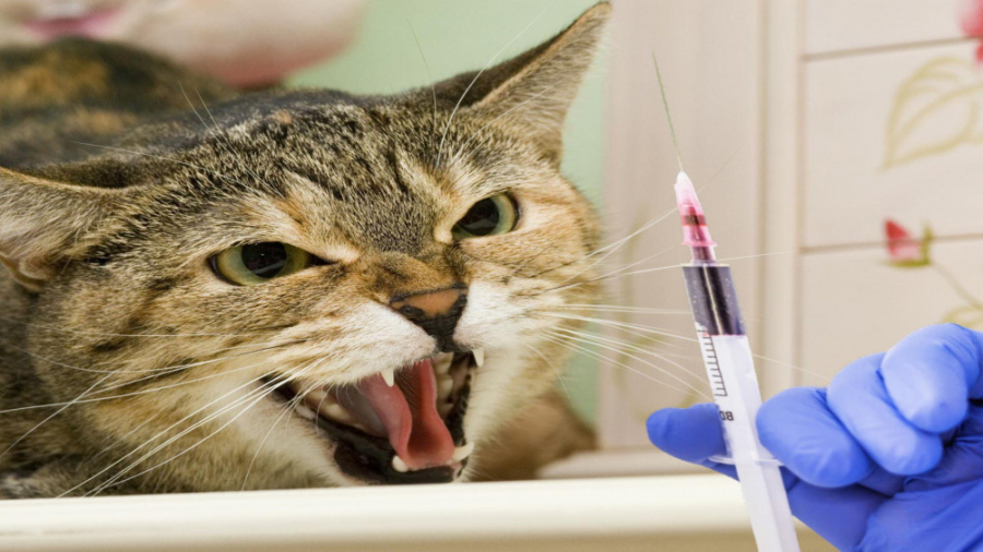 لحظه آمپول زدن گربه