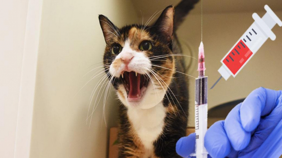 مقاومت گربه از آمپول زدن