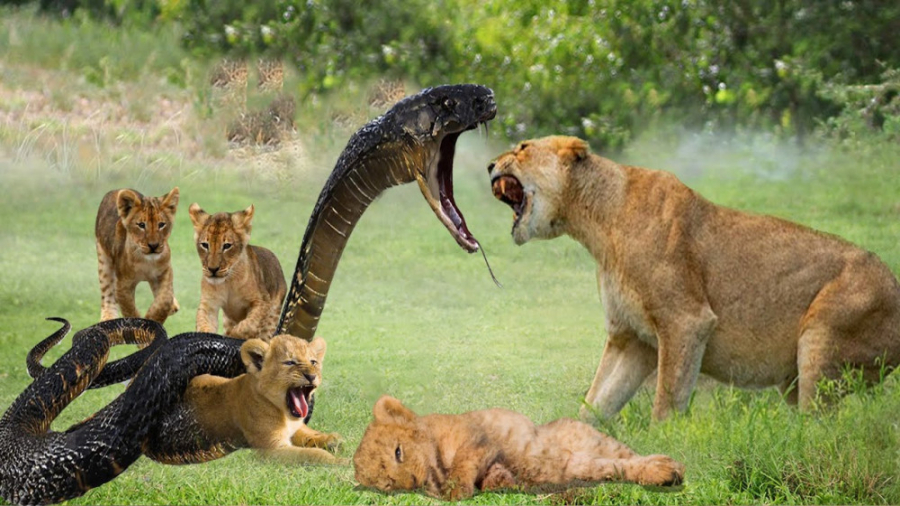 جنگ خونین مار کبری و شیر  جنگ...