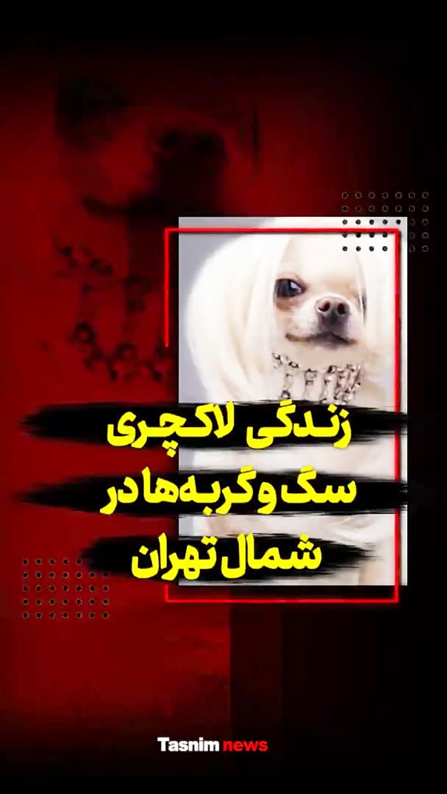 زندگی لاکچری سگ و گربه ها در ش...