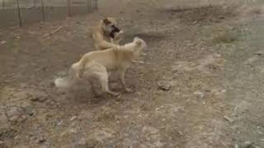 سگ جنگی  فیلم سگ  سگ جنگ  سگ ه...