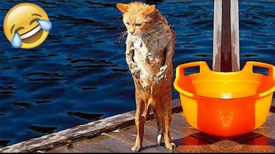 کلیپ خنده دار حیوانات  خنده دا...