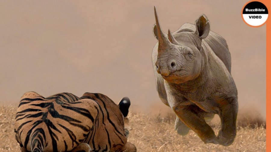 جنگ حیوانات وحشی  حیات وحش  وق...