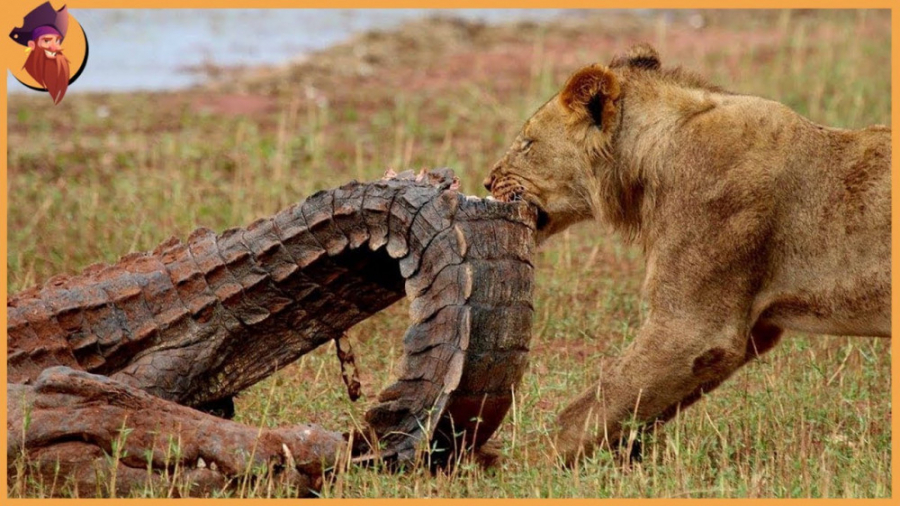 45 لحظه شگفت انگیز گربه سانان...