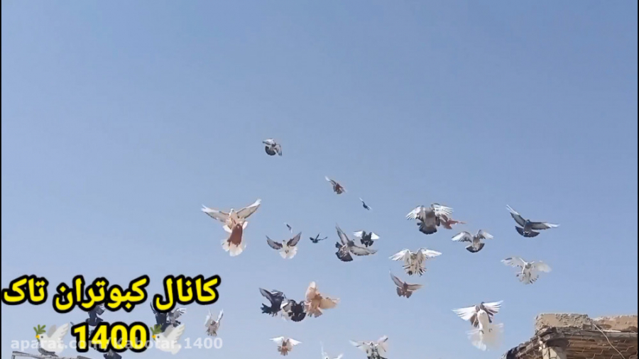 نمایشی از همه کبوترام وپرواز ک...