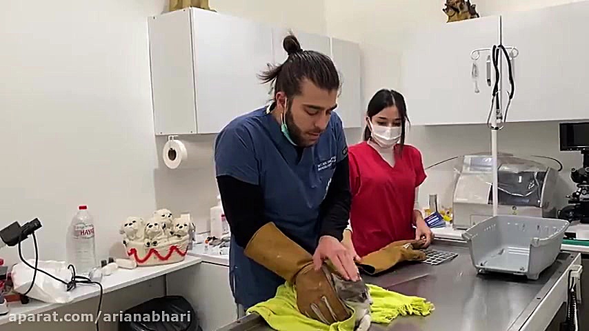 لحظه آمپول زدن گربه وحشی