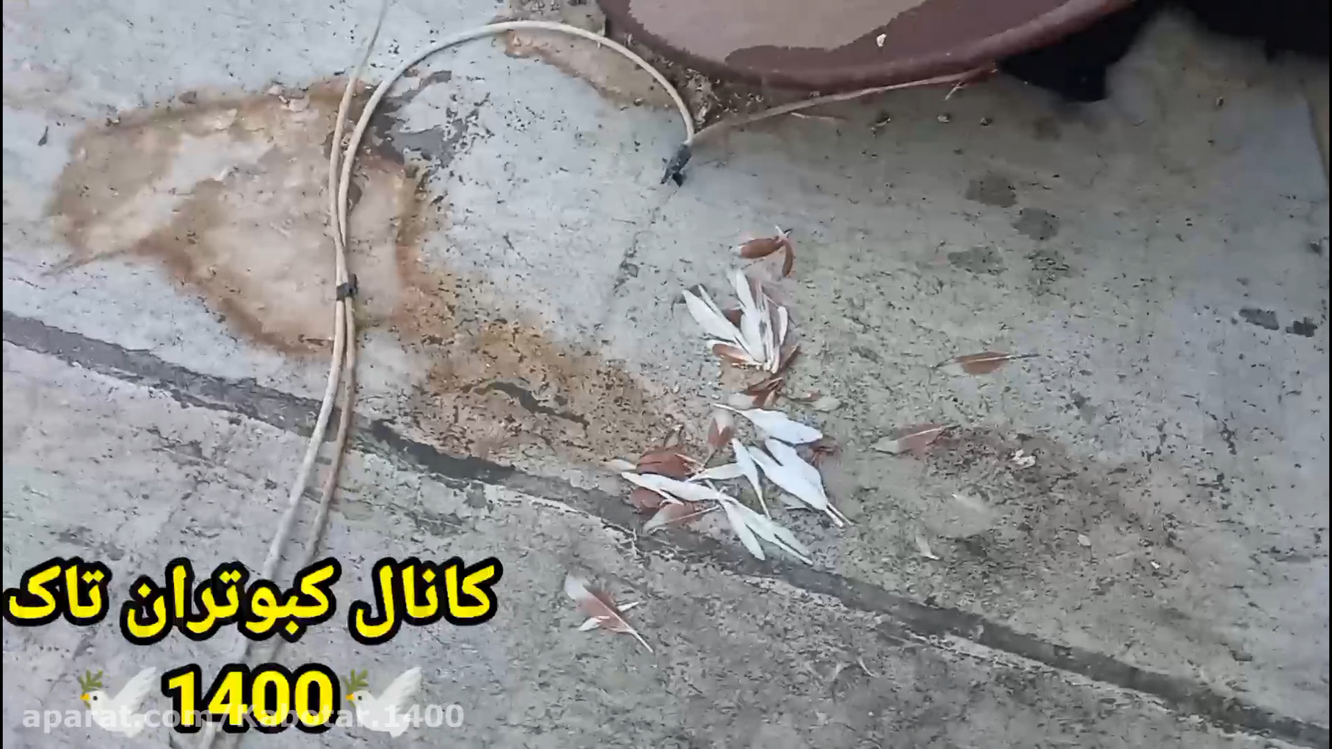 جوجه کبوتری که غذای گربه شد