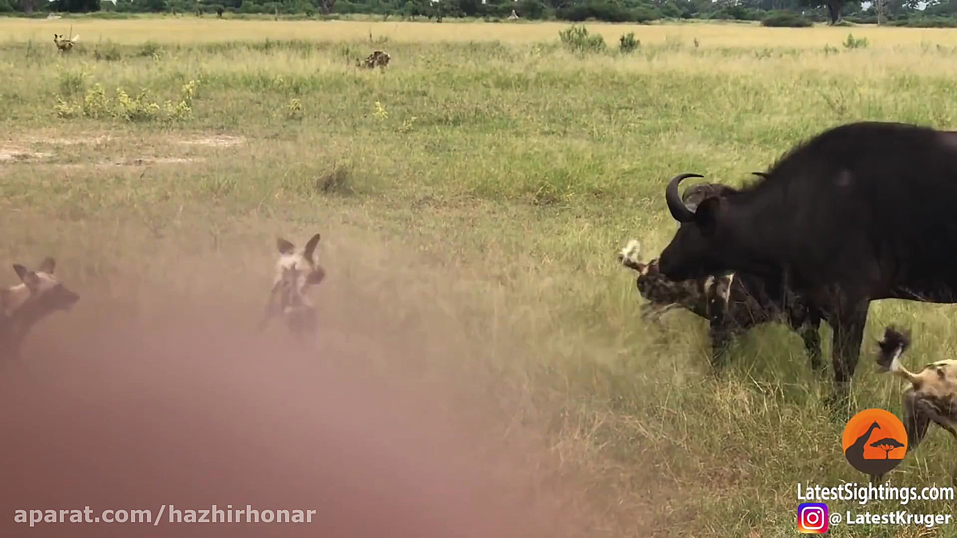 برترین لحظه های حیوانات  حیات...