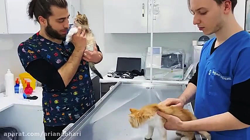 آمپول زدن به گربه های ناز نازی