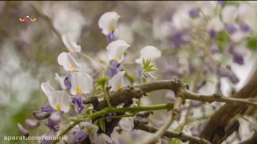 موزیک ویدئو شاد عروسی