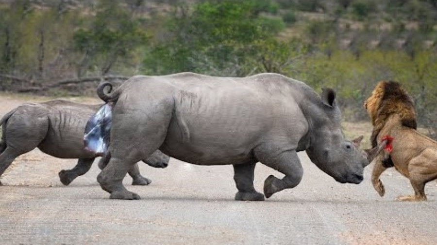 مستند حیات وحش حیوانات  دنیای...