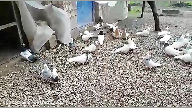 کبوتران طوقی کرمانشاه