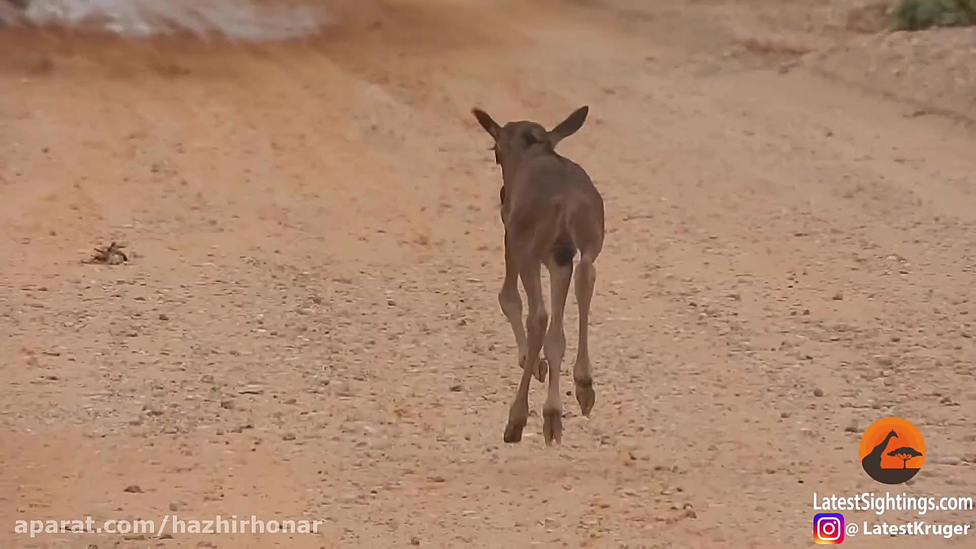 نبرد حیوانات برترین برنامه حیو...