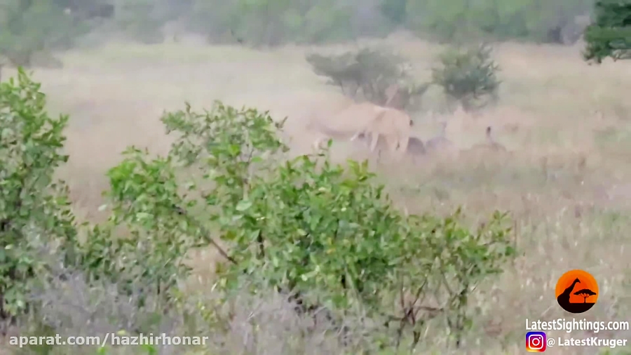 نبرد حیوانات برترین برنامه حیو...