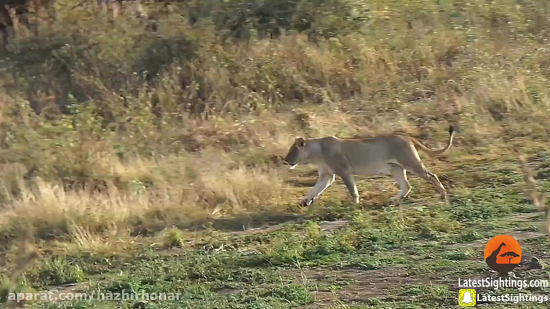 نبرد حیوانات برترین برنامه حیو...