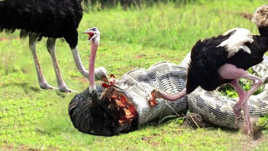 حیات وحش، حمله مار پیتون به شی...