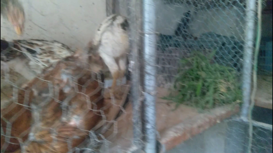 صبح در مزرعه ما با حیوانات ( ۷...