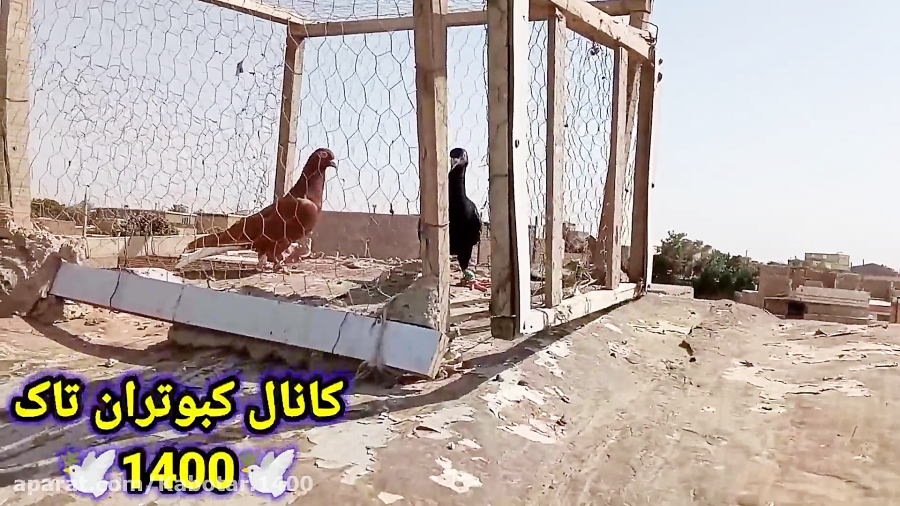 راه و روشهای گرفتن کبوتر