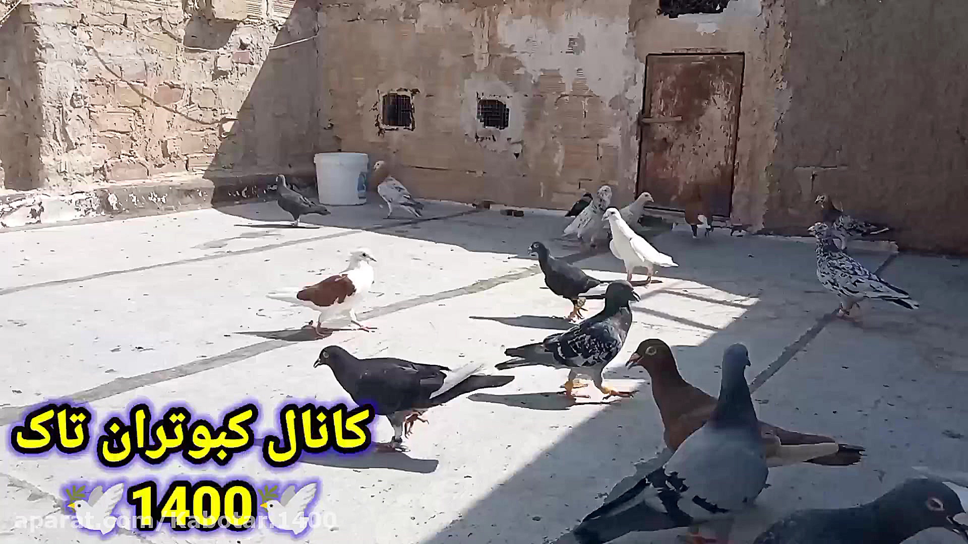 راه و روشهای گرفتن کبوتر