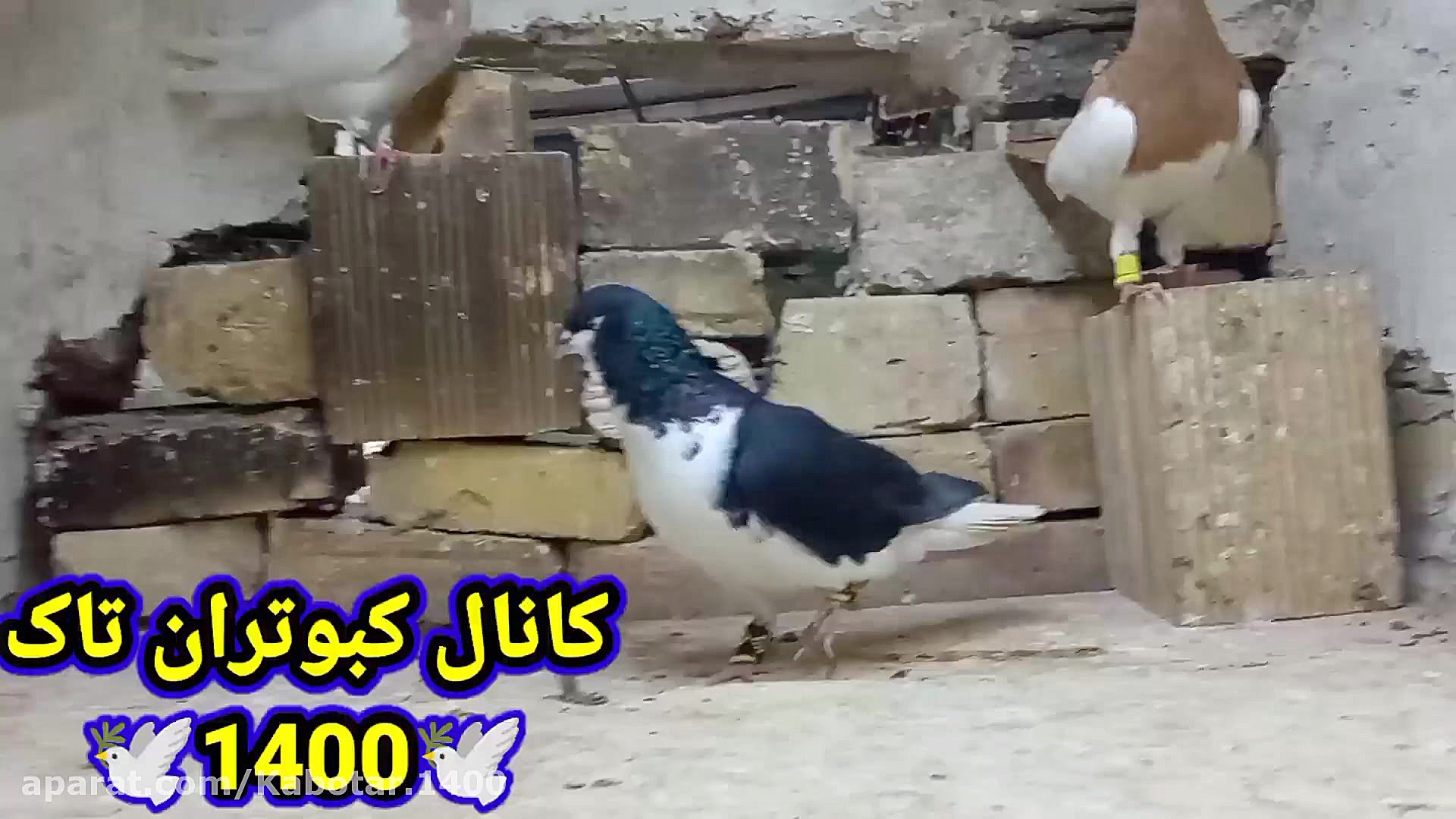 نکاتی در مورد ایرادهای کبوتر خ...