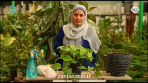 نگهداری از گل پطوس