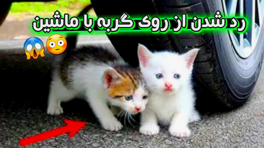 له کردن گربه کیوت زیر چرخ ماشی...