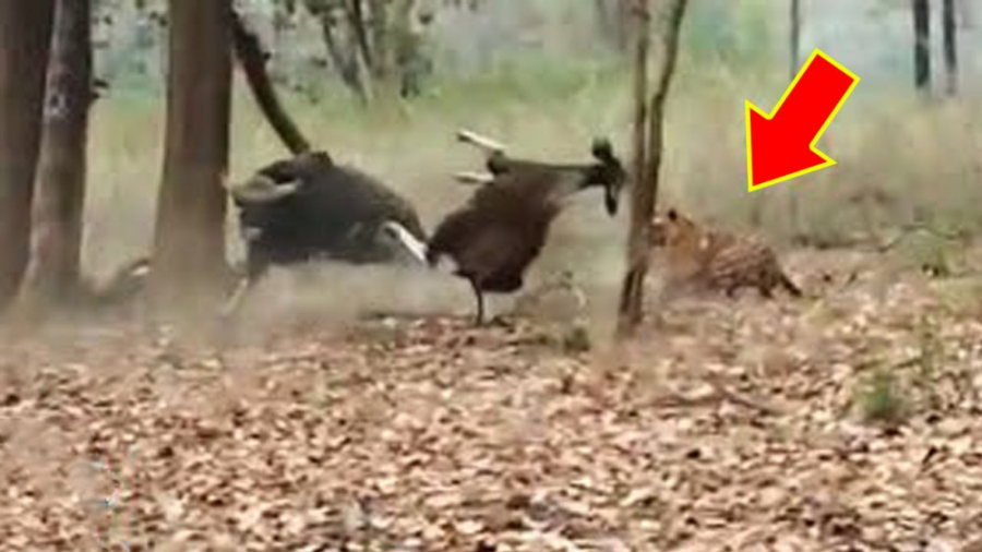 جنگ و نبرد حیوانات حیات وحش  ب...