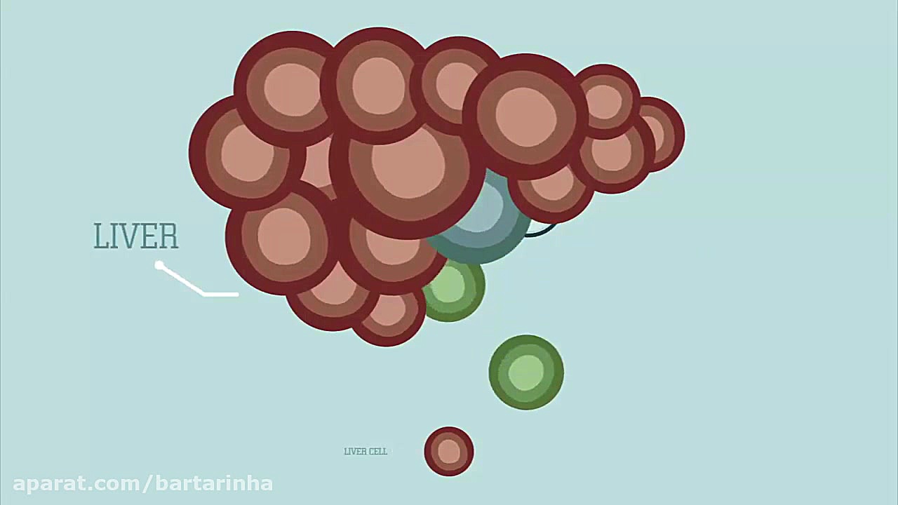 سلول های بنیادی چه نوع سلول ها...