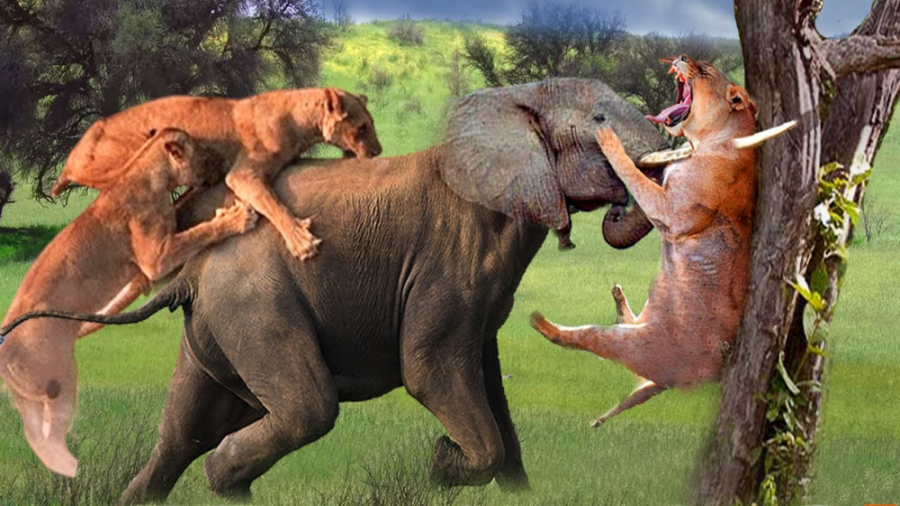 جنگ و نبرد حیوانات وحشی فیل خش...