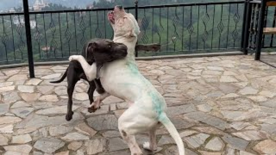 سگ دوگو آرژانتینی در مقابل کین...